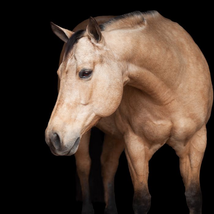 Equine portrait portfolio image