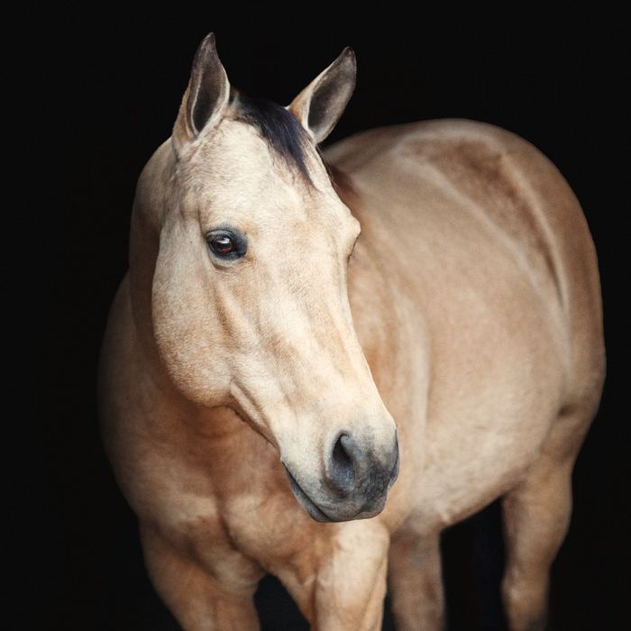 Equine portrait portfolio image