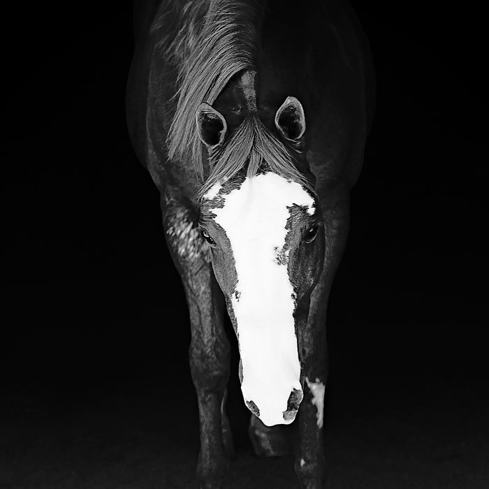 Equine portrait portfolio image