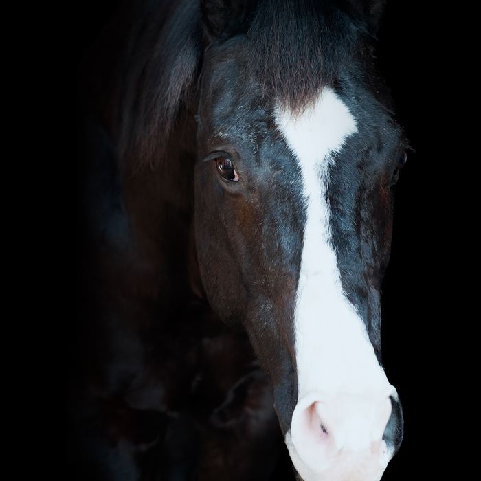 Equine portrait portfolio image