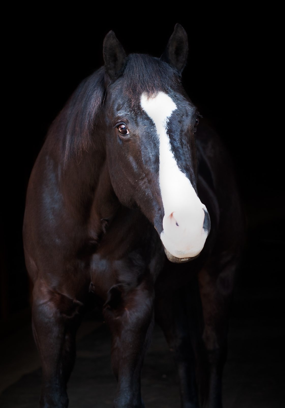 Fine art horse photography session