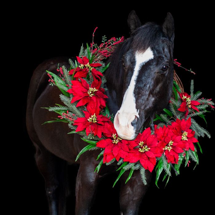 Equine portrait portfolio image